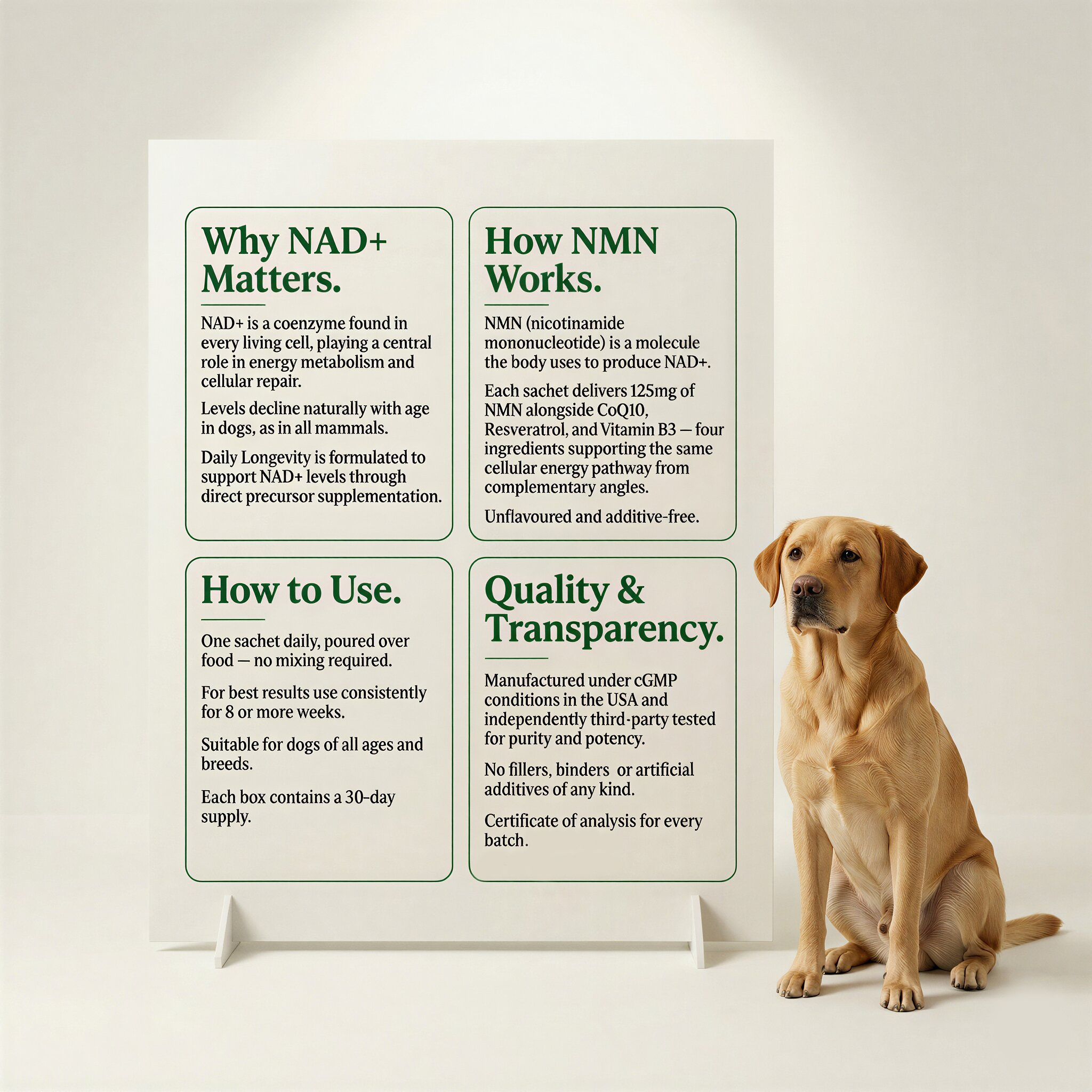 Daily NMN Powder for Dogs — Cellular Energy & Longevity Support